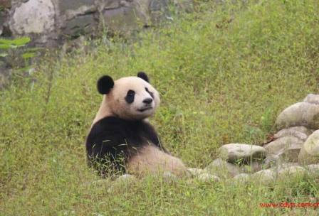 成都到熊猫基地+都江堰汽车纯玩一日游、熊猫基地旅游多少钱、熊猫基地旅游线路报价