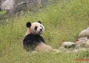 成都到熊猫基地+都江堰汽车纯玩一日游、熊猫基地旅游多少钱、熊猫基地旅游线路报价