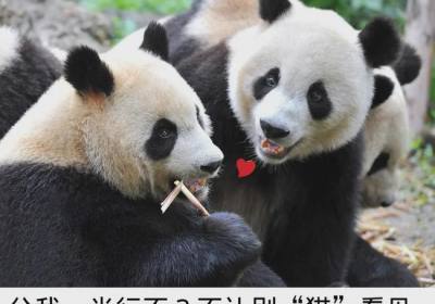 熊猫专列在哪里买票、熊猫专列怎么买票、熊猫专列旅游费用多少
