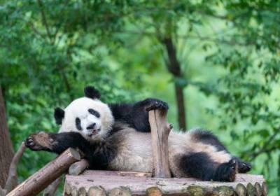 熊猫基地和都江堰一天怎么安排、熊猫基地和都江堰一日游多少钱
