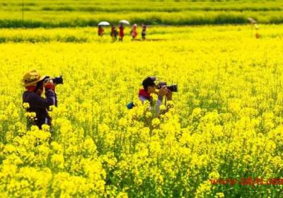 2017四川赏花时间表！再不错过每一次花开的季节