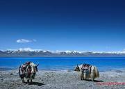 成都到拉萨、纳木措、日喀则、林芝单卧单飞十一日游、西藏旅游多少钱、成都到西藏旅游线路报价