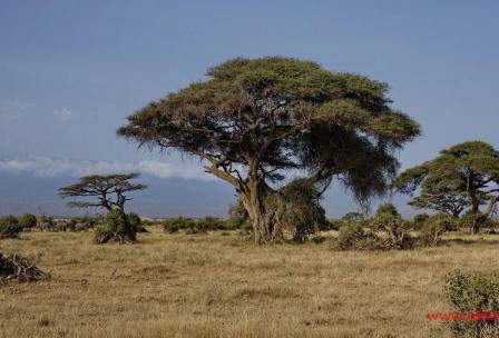 成都直飞肯尼亚+坦桑尼亚二国十三日游、肯尼亚旅游跟团报价多少钱
