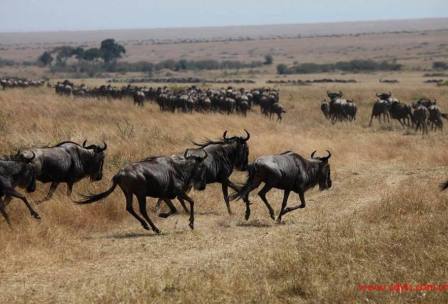 成都到肯尼亚+卡塔尔十一日游、肯尼亚旅游跟团报价多少钱