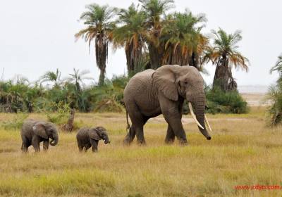 成都到肯尼亚飞行时间要多久