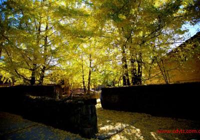 腾冲银杏村怎么去、有多远