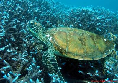 成都到宿雾、薄荷岛、杜马盖地半自由行五晚七日游、宿雾旅游多少钱、宿雾旅游线路报价