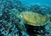 成都到宿雾、薄荷岛、杜马盖地半自由行五晚七日游、宿雾旅游多少钱、宿雾旅游线路报价