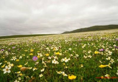 成都到俄木塘多少公里