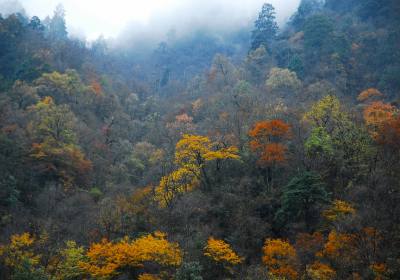 成都到喇叭河+上里古镇彩林深度汽车二日游、喇叭河旅游多少钱、喇叭河旅游线路报价