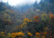 成都到喇叭河+上里古镇彩林深度汽车二日游、喇叭河旅游多少钱、喇叭河旅游线路报价