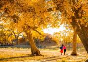 【熊猫专列】国庆成都熊猫专列七日游+金塔胡杨林+七彩丹霞+嘉峪关+莫高窟+鸣沙山月牙泉+大峡谷、熊猫专列旅游线路在哪报名