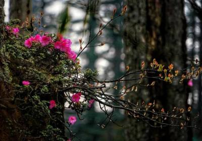 瓦屋山门票索道观光车费用多少钱、瓦屋山门票优惠政策2021