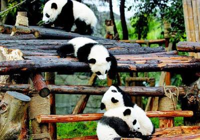 四川和重庆旅游需要多长时间、四川成都重庆旅游攻略适合几日游