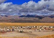 成都去西藏拼车游318（成都到西藏拼车来回多少钱）