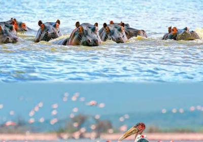 肯尼亚旅游团报价（去肯尼亚旅游跟团要多少钱）