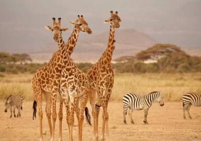 去肯尼亚旅游10天多少钱、肯尼亚旅游费用跟团是多少