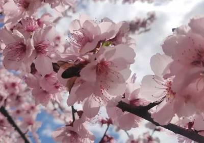 自驾318川藏线费用多少钱（跟团318费用怎么收费）