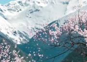 成都参团林芝旅游多少钱、西藏林芝七日游报价