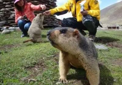 看土拨鼠在哪个地方看（土拨鼠在哪儿可以看到）