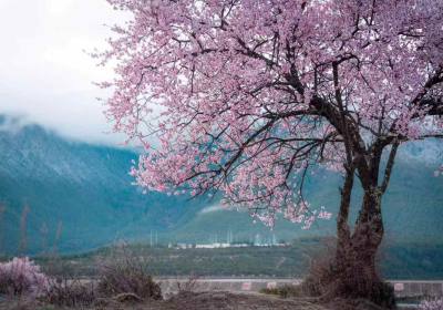 成都包车走318川藏线怎么收费（成都包车318川藏线旅游拼车多少钱）